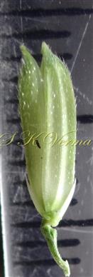  Spikelet